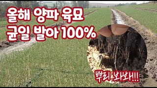 올해 양파 육묘 시작 부터 남 다르다!!! 작년에 일부 실패한 양파 묘종!! 올해는 100% 성공 예감!!!