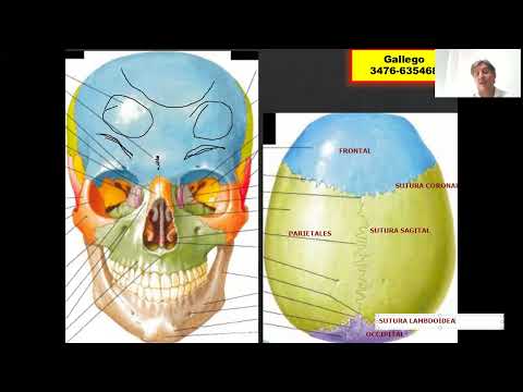 ANATOMIA. CRÁNEO