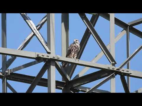 raroh velký (Falco cherrug) - Saker Falcon