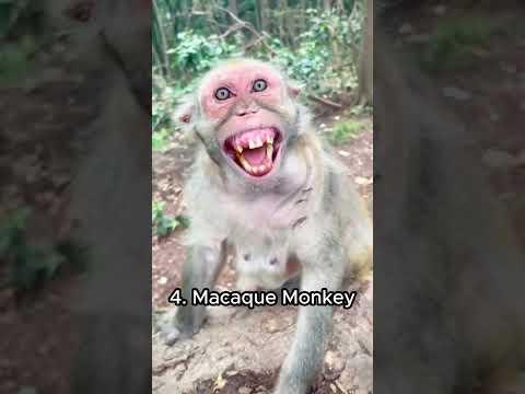 Funniest Monkey Sounds  #funny #funnyanimal #funnymonkey #monkey #animals #funniestmoments #comedy
