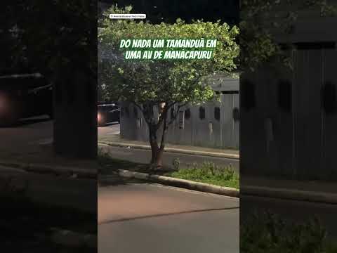 Tamanduá #manacapuru #amazonas #foryou #viral #turismo #fy #travel #mars #shortsfeed #shortsvideo