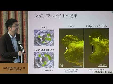 陸上植物の発生における分裂組織の役割と制御機構