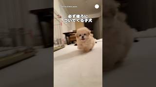 飼い主の後ろをついて歩く子犬 / 飼い主大好き のサムネイル