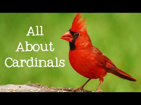 image-What birds are mistaken for cardinals?