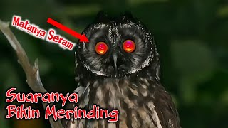 Download lagu Matanya Seram‼️ Dengarkan Suara Burung Hantu Menyeramkan - Bikin Merinding mp3