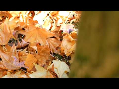 examen carolina concha e