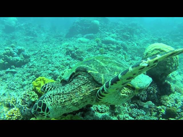 The Great Barrier Reef - Diving, SebbeJojjanMackan