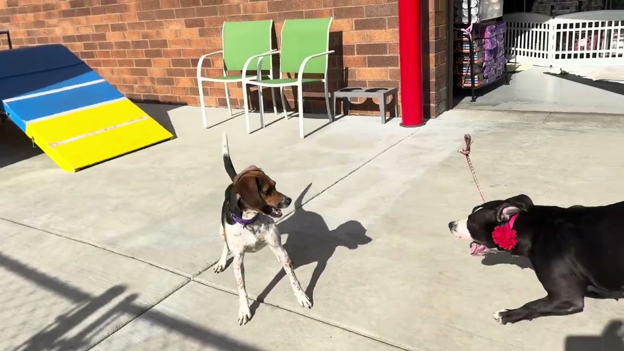 Neve, a Adoptable Mixed Breed in Wheeling, IL video 6/6