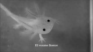 Sonata Arctica - Love  (Subtitulado en español)