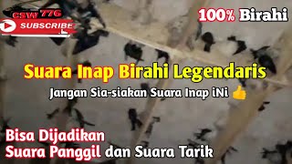 Download lagu SUARA INAP Anti Zonk Karakter Birahinya Bikin Walet Cepat Bersarang ‼️ Suara Inap Dari RBW Sukses mp3