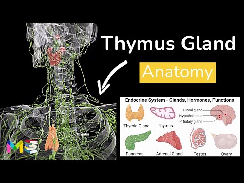 ANATOMY OF THYMUS GLAND (Location, Structure & Function)