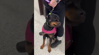 Video preview image #1 Rottweiler Puppy For Sale in Hillsboro, NH, USA