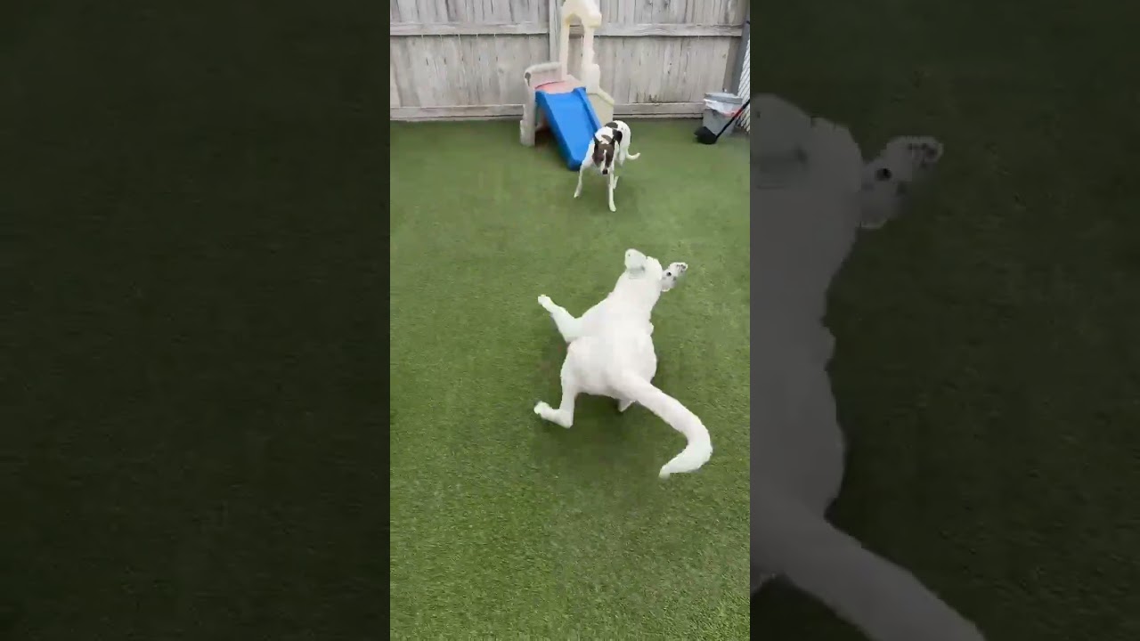 Enlarge L'oreal, a ADOPTABLE mixed breed in Aurora, IL video 4/4