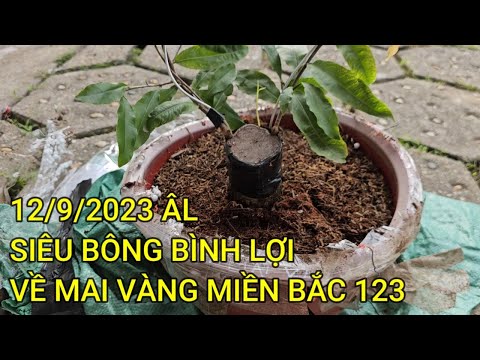 🔴 QBS23480 - GIỐNG MAI SIÊU BÔNG BÌNH LỢI CỦA ANH ĐỦ LỰC ĐÃ RA BẮC SAU 5 NGÀY | SIÊU BÔNG BÌNH LỢI