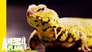 This Yellow Lizard is Called The Uromastyx | Scaled by Animal Planet