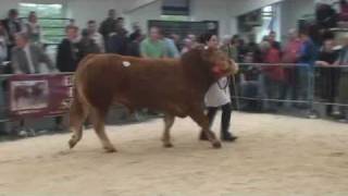 preview picture of video 'Limousin (pre-Sale) Show held at Borderway Mart, Carlisle April 30th 2010'