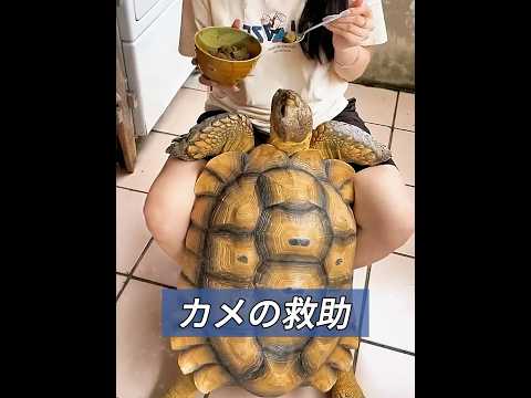 カメを救ったら、驚いたことに妊娠したんです。 #animals #動物プロダクション #動物