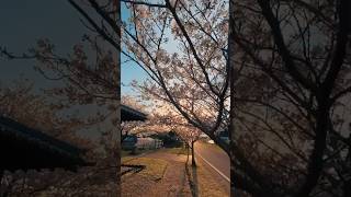 Download lagu Waktu Sakura Mekar DiJepang mp3 Download lagu Waktu Sakura Mekar DiJepang mp3