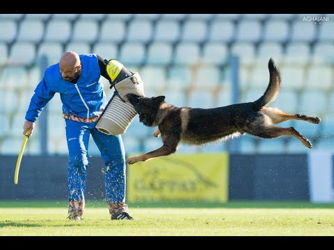 2019 WUSV Modena Italy Highlight Video