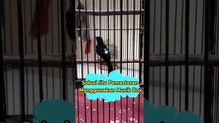 Download lagu The Ultimate Mastering Solution Using a Music Box for Murai Batu 🔥 #shorts mp3 Download lagu The Ultimate Mastering Solution Using a Music Box for Murai Batu 🔥 #shorts mp3