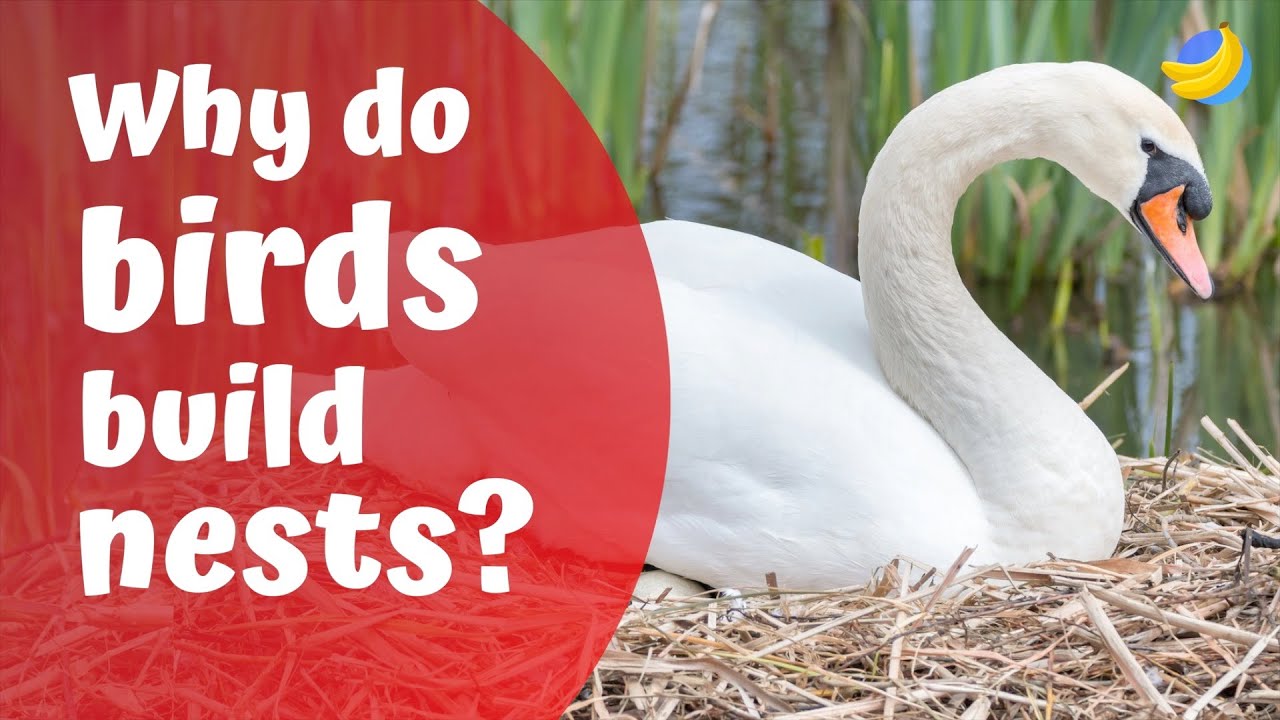 Why do birds build nests Class 3? Wiki REF