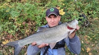 Ловля жереха осенью на спиннинг