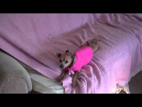 Meet GIGI! (Peace of Mind Dog Rescue)