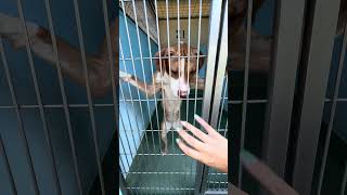 Video preview image #1 Mutt Puppy For Sale in Pasadena, CA, USA