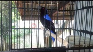 Download lagu Cucak Biru Gacor Untuk Pancing Bunyi mp3 Download lagu Cucak Biru Gacor Untuk Pancing Bunyi mp3