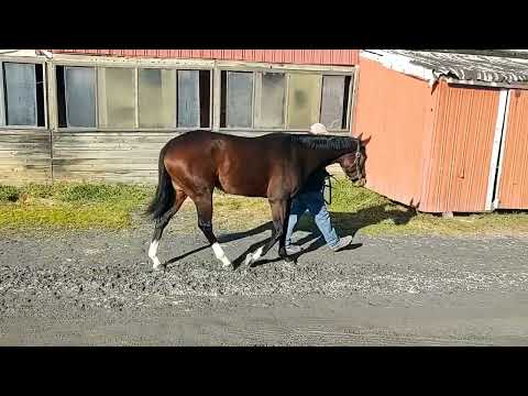 Hip 131 Song Saver walk video