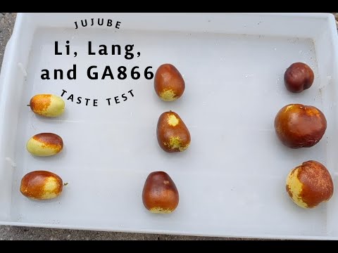 Jujube Taste Test Comparison: GA866, Lang, and Li