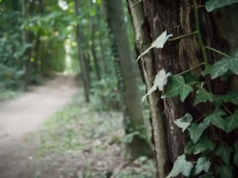 Zöld erdőben jártam.....