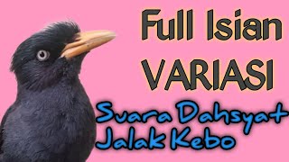 Download lagu Suara Khasnya Jalak Kebo Gacor Mompa Full Isian VARIASI pancingan jalak agar gacor full isian  mp3