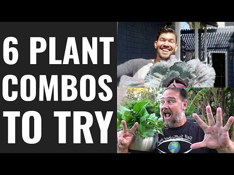 9 Beginner Raised Bed Garden Mistakes to Avoid