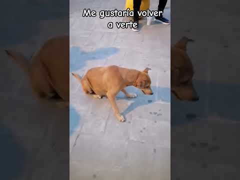 Subscribe and like, I'd love to see you again. #viralshorts #shortsfeed #iamfrom7mil #dog