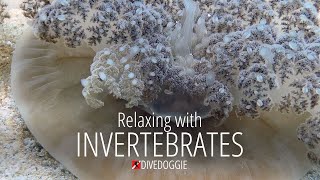 Relax with Invertebrates