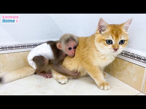 Cute moments of BiBi monkey with Ody and Ely Cats