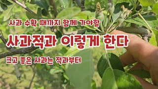 사과적과 홍로사과1차적과  크고 좋은사과는 적과부터 시작[사과재배]