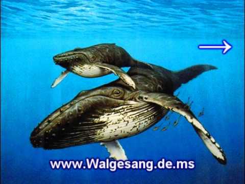 Unter Wasser Musik - Ozean Musik mit Delphin Gesängen / Wal Geräuschen - Delfine Musik