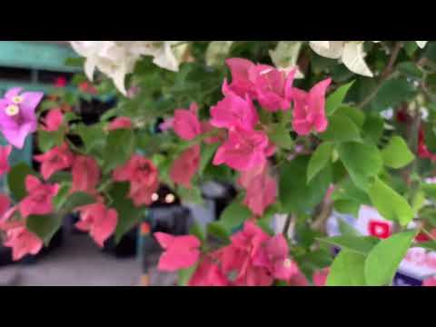 giao lưu giấy mỹ ghép 4 màu