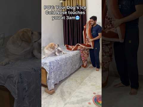 Why it is always so cold?😅Can you relate?🥶 | SourShy Shorts | #shorts #dog #cute #adorable