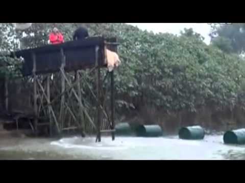 Pigs Diving