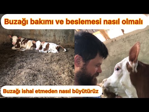 , title : 'Buzağı bakımı nasıl olmalı?-Buzağı ishal olmaması için neler yapılmalı?'