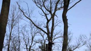 Valhalla Tree Service topping 2nd Oak