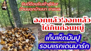 ออกแล้ว!ออกแล้ว!#เก็บเห็ดมันปู เดนมาร์ก #nature #เก็บเห็ด #เก็บผักผลไม้ต่างแดน