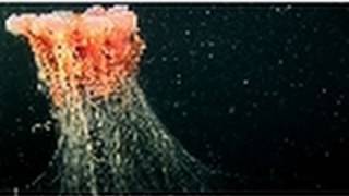 The Unexplored Depths