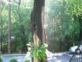 Amazing Smoking Tree
