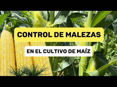 , title : 'Como controlar las malezas en el cultivo de maíz 🌽'