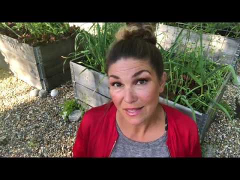 Tjuva Tomater Hur Vilka När ?