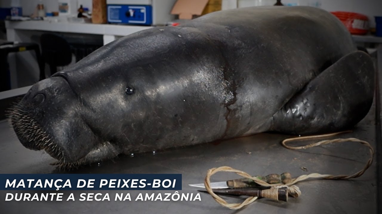 Seca na Amazônia Facilita Caça de Peixes-Boi | Sea Shepherd Brasil